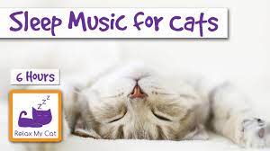6 Hours Of Cat Music To Help Your Cats And Kittens Sleep Sleep12 Youtube