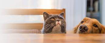 Ryan lorber is a licensed california veterinarian, treating cats and dogs. El Cerrito Veterinary Hospital La Mesa Ca Veterinarian