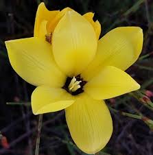 Image result for Gladiolus trichonemifolius