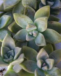 Check spelling or type a new query. Ghost Plant Green Meadow Growers