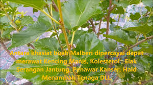 Keanekaragaman sebatian dan peranan pentingnya sebagai ubat phyto dalam tanaman herba adalah fakta yang tidak dapat dipertikaikan. Artikel Berkaitan Kanser Prostat Laman Ubat Kanser