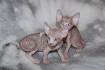 Sphynx Kittens for Sale - Adoptapet