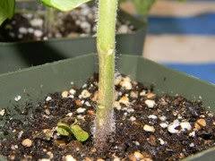Image result for tomato seedling damping off