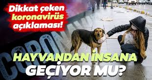 Hayvandan Insana Insandan Hayvana Corona Virus Geciyor Mu Son Dakika Haberler
