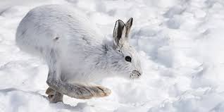 The arctic hare is a species of hare known by the scientific name lepus arcticus, and has at least four different subspecies. Snowshoe Hare National Wildlife Federation