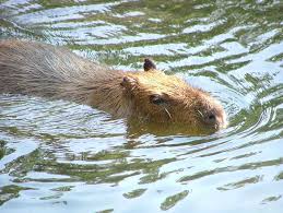 We did not find results for: Argentina Fauna Fauna Argentina El Carpincho O Capibara Taringa Fauna Mundo Marino Argentina