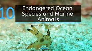 10 Endangered Ocean Species And Marine Animals