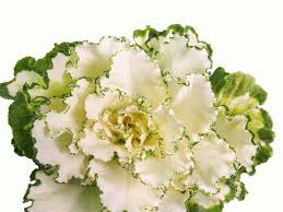 Image result for Brassica