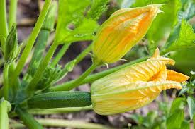 Maybe you would like to learn more about one of these? How To Plant Grow And Harvest Zucchini And Squash