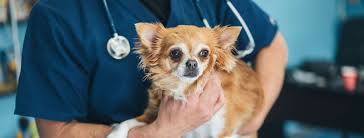 Original geschrieben von unregistered sterilisieren lassen. Kastration Beim Hund Vorteile Und Nachteile Allianz