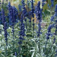 Image result for Salvia farinacea