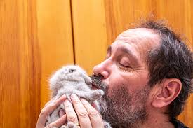 Foto de Homem E Amor De Gato Real Recémnascido Escocês Dobrado Gatinho  Beijando e mais fotos de stock de Beijar