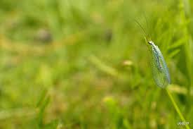 5 Predatory Insects You Want In Your Garden The Garden How do predator insects kill their prey? 5 predatory insects you want in your
