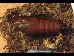 Identify common garden pests and garden bugs with our insect pictures. Velda Pine Moth Pupation Creepshow And Emerging V01735 Youtube