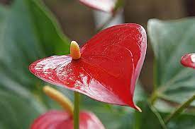 Even though callas don't like being directly exposed to the rain, rainwater can be an excellent solution for watering them, especially during the growth and flowering. Calla Lily And Anthurium Flowers Colorful Indoor Flowers