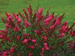 Over 70% new & buy it now; Butterfly Bush 12 Buddleia Varieties Hgtv