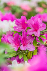 Truly, it is not just something people should be doing as a romantic gesture. 60 Best Types Of Flowers Pretty Pictures Of Garden Flowers