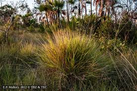 Image result for Schizachyrium sanguineum