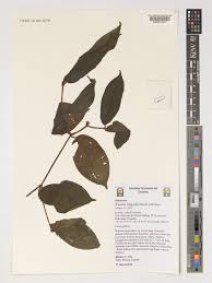 Image result for Keetia