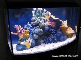 Check spelling or type a new query. Instant Reef Aquarium Decor For Saltwater Freshwater Fish Reef Aquarium Coral Fish Tank Saltwater Aquarium Setup