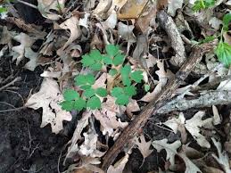 Maybe you would like to learn more about one of these? Bringing Native Plants Back To Minnetonka Conservation Mn