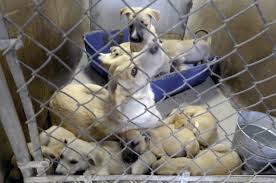 View available animals listed on this page to identify a pet that you are interested in bringing home. Look In Your Heart Adopt A Pet Who S In Urgent Need Local News Tucson Com