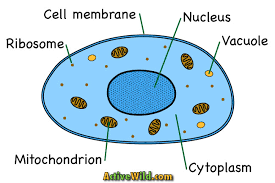 Most relevant best selling latest uploads. Easy Drawing Easy Animal And Plant Cell Diagram Novocom Top
