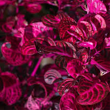 Image result for Iresine herbstii