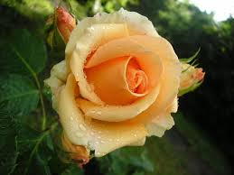 картинки на рабочий стол на ноутбук на весь экран Roza Zheltaya Buton Rosa Hd Oboi Dlya Noutbuka Flowers Rose Plants