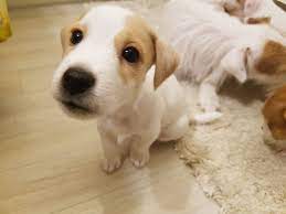Here S Your Daily Dose Of Adorableness As A Pair Of 2 Month Old Jack Russell Puppies Give Each O Jack Russell Terrier Puppies Jack Russell Terrier Jack Russell