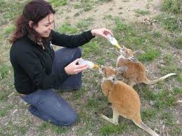 Volunteer Vacations 13 Eco Trips Worth Working For Webecoist Volunteer Travel Animal Conservation Volunteer