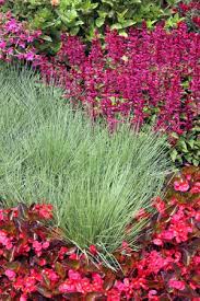 Library card number or ez username pin (last 4 digits of your phone number, stokes brown is the last 4 of your card) or ez password Ruby Grass Melinus Nerviglumis Wisconsin Horticulture