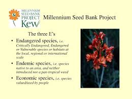 Image result for Erlangea remifolia