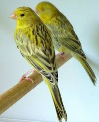 O Que Canario Da Terra Come Yellow Agate Topaz Canary Birds Pet Birds Parrots Pet Birds
