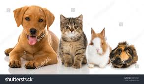 A 5% discount for insuring each additional pet (cat or dog). Rabbit Pet Insurance Nz