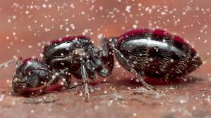 Pest control for carpenter ants differs from termite control, which uses wood as a food source and sometimes they find a void to serve as a nesting area. Will Snow Stop Ant Activity Modern Pest