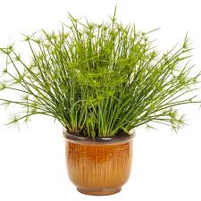 Image result for Cyperus ruwenzoriensis