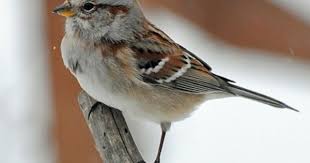 Backyard Birds Of Pa Identification Pin By Doreen Gregori On Birding Backyard Birds Birds Pretty Birds
