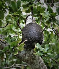 Image result for Keetia hispida