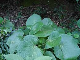 Image result for Piper umbellatum