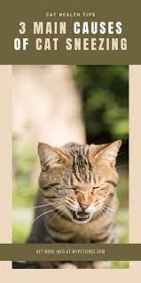 My Cat Is Sneezing Common Causes Of Cat Sneezing Cat Sneezing Cat Health Cat Illnesses