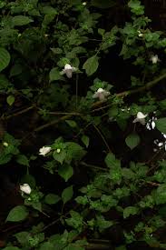 Image result for Acanthopale confertiflora