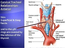 Anatomy Of Trachea Tracheostomy