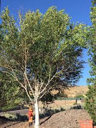 I have heard of birch bark tea but none of the other uses. Serious Pest Targets Popular White Bark Birch Trees Oregon State University