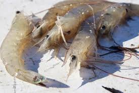 Paleo, gluten free, only takes 5 min to make! Good Seasons Marinade For Cold Shrimp Grilled Seafood Recipes Cooking Light I See No Evidence A Long Marinade Makes Any Difference Kene Lanh