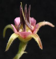 Image result for Hermannia quartiniana