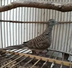 Check spelling or type a new query. Mengenal Ciri Dan Jenis Burung Perkutut Bangkok