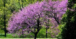 Elenco fotografico con numerosi approfondimenti delle più belle piante che producono fiori di colore viola, violetto, fuscia e sfumature simili. Come Scegliere Gli Alberi Giusti Per Piccoli Giardini