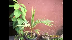 We did not find results for: 2 Years Palm Tree Growing Time Lapse 815 Days 5k Youtube