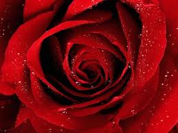صور ورد أحمر Photo Hd Red Roses Flower Wallpaper Beautiful Roses